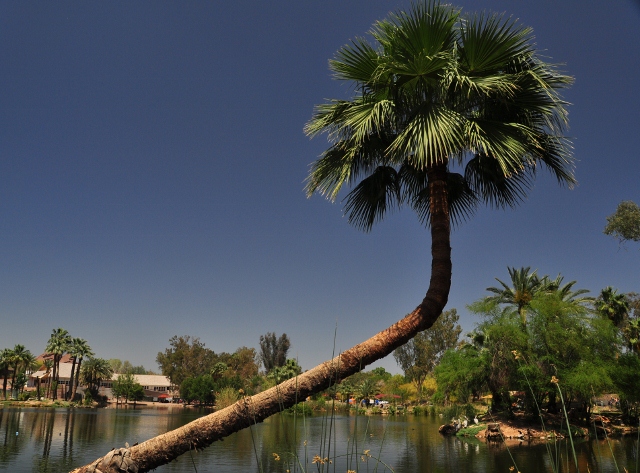 phoenix zoo landscape